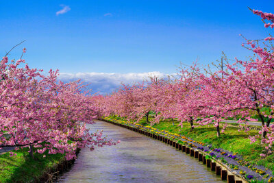 三重松阪市笠松河津樱ロード的樱花美景 (拍摄:ふがまるちゃん)