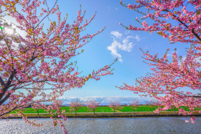 三重松阪市笠松河津樱ロード的樱花美景 (拍摄:ふがまるちゃん)