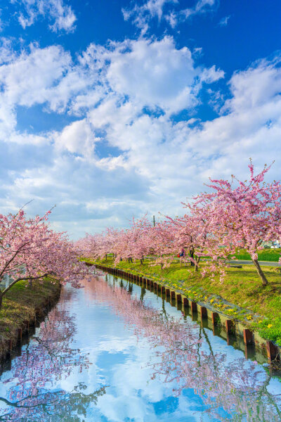 三重松阪市笠松河津樱ロード的樱花美景 (拍摄:ふがまるちゃん)