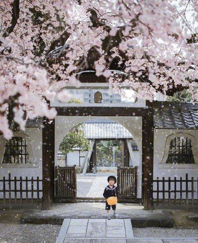 日本摄影师拍摄樱花树下的小孩真的太治愈了！