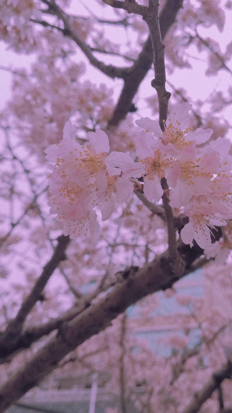 樱花 壁纸 自拍自调色