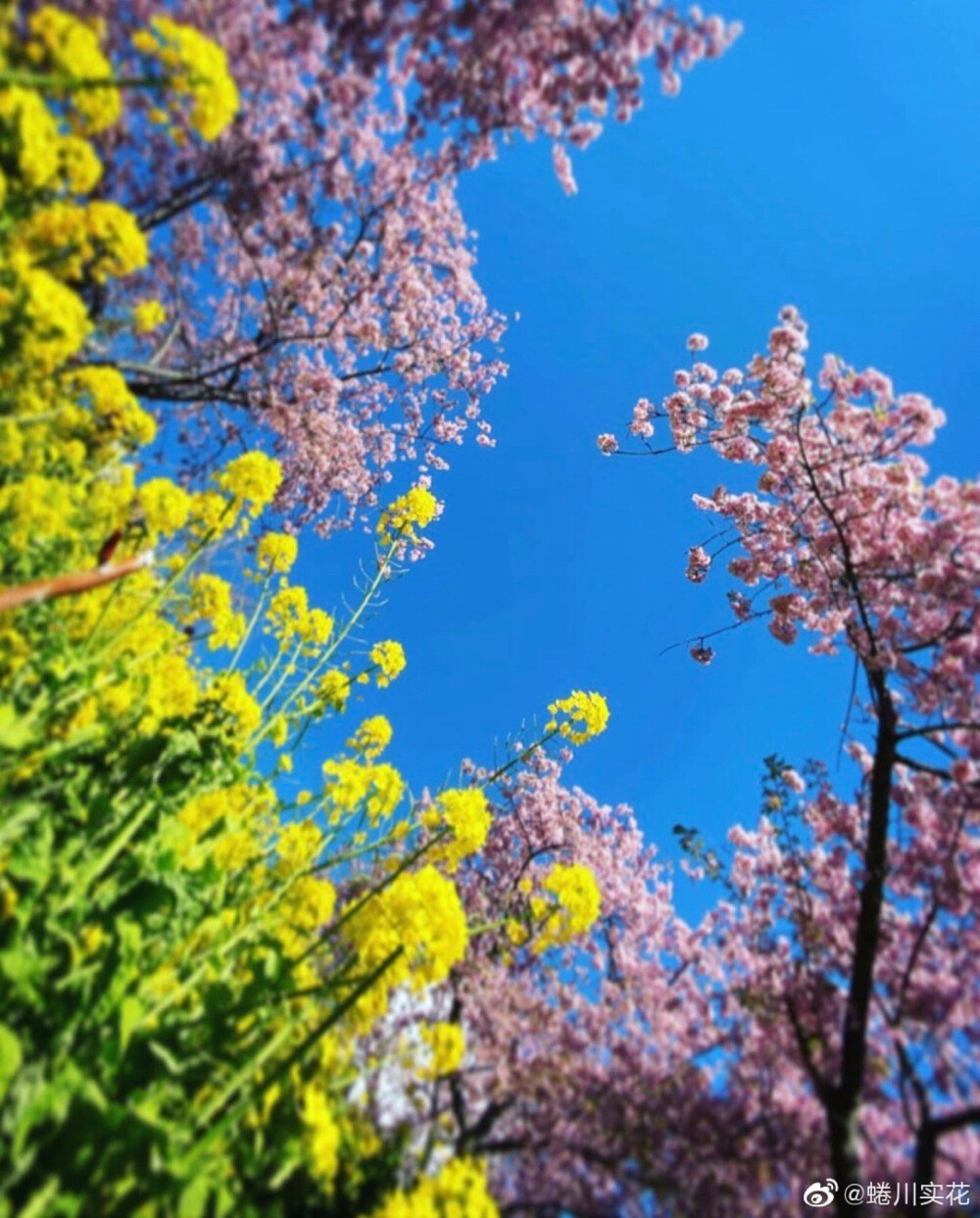 蜷川实花