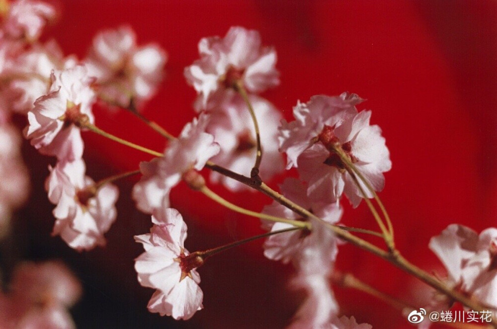 蜷川实花