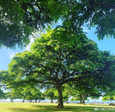 蜷川实花