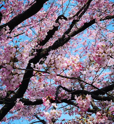 蜷川实花