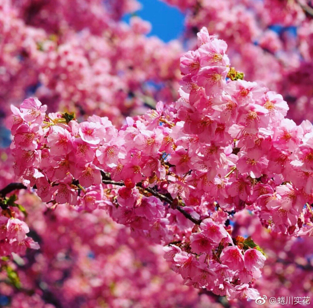 蜷川实花