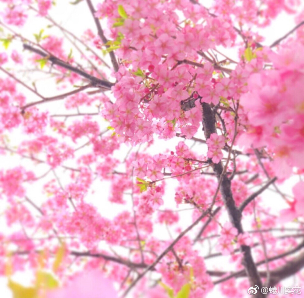 蜷川实花