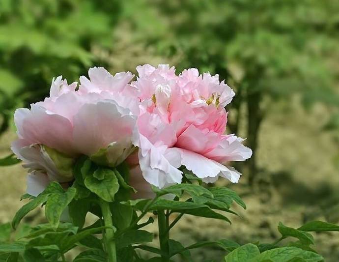 【 贵妃插翠 】--- “ 贵妃插翠牡丹花 ，粉红色，台阁型。花朵顶端着生翠绿色花瓣”。