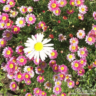 蜷川实花