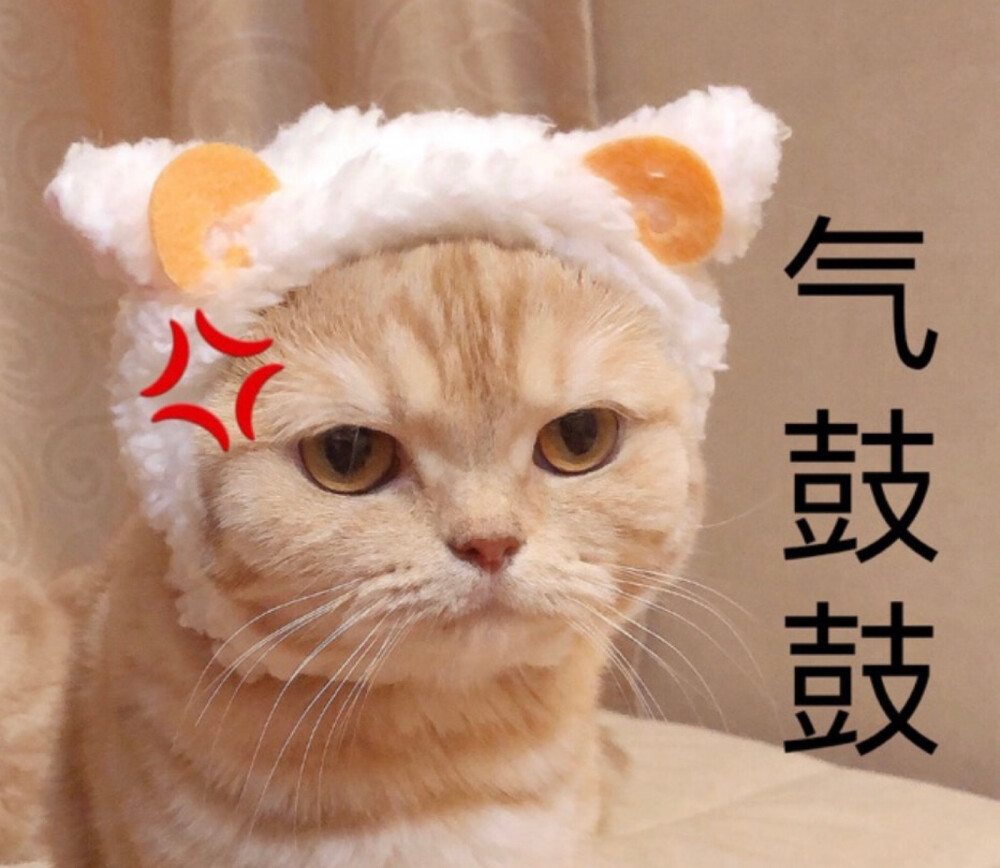 猫咪莎莉 shally 图微博