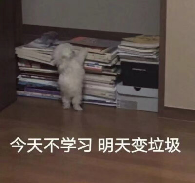 #表情包