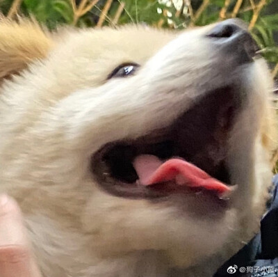 #表情包