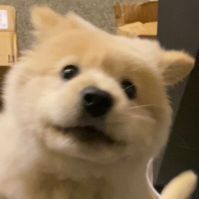 #表情包