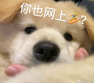 #表情包
