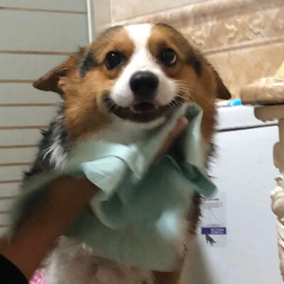 #表情包