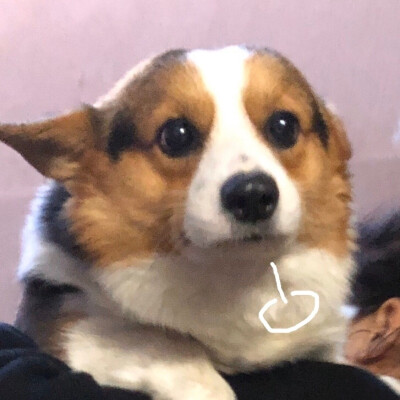 #表情包