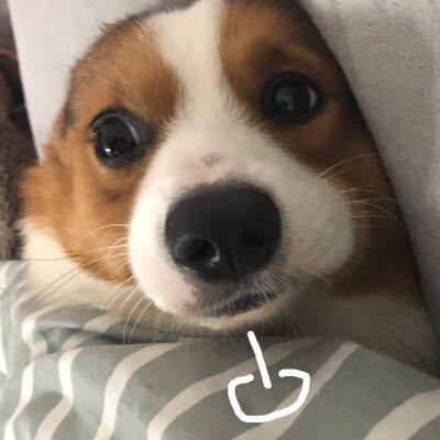 #表情包