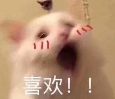 #表情包