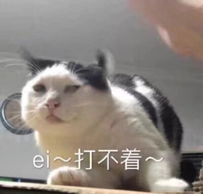 #表情包