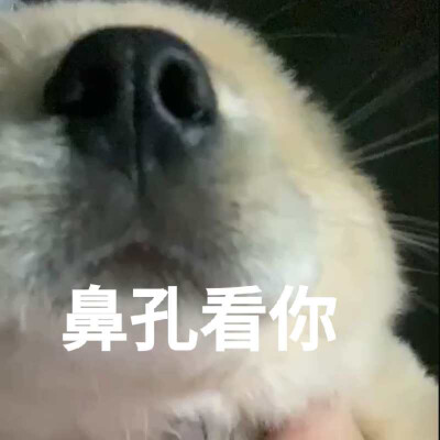 #表情包
