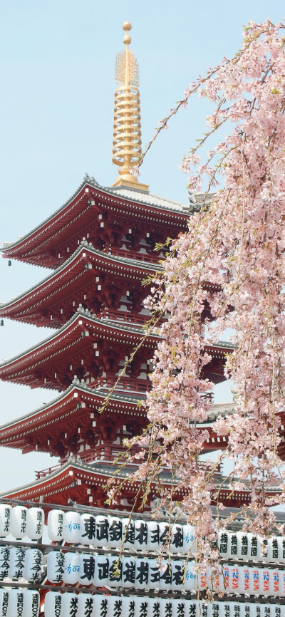 桜