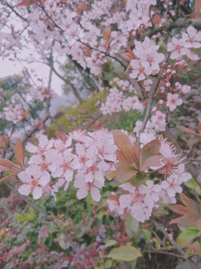 阳春三月。