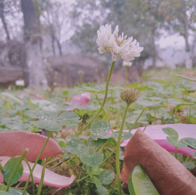 阳春三月。