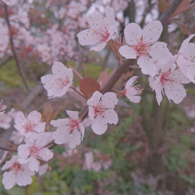 阳春三月。