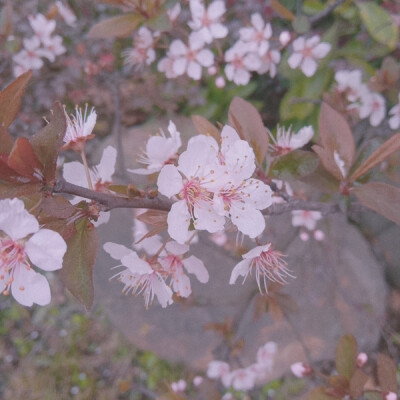 阳春三月。