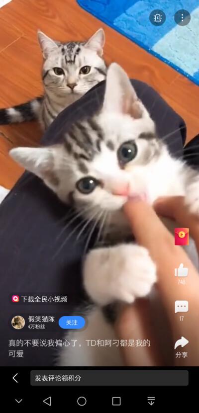 看后面那只猫