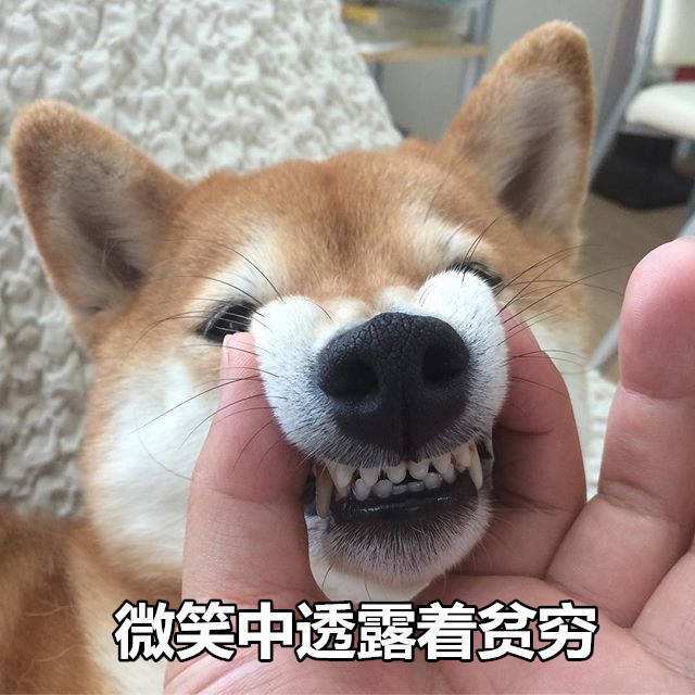 可爱柴犬