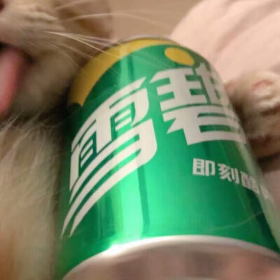 猫咪情侣头像
小猫咪是真的可爱啊