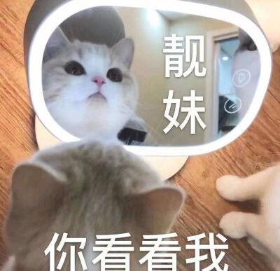 猫头