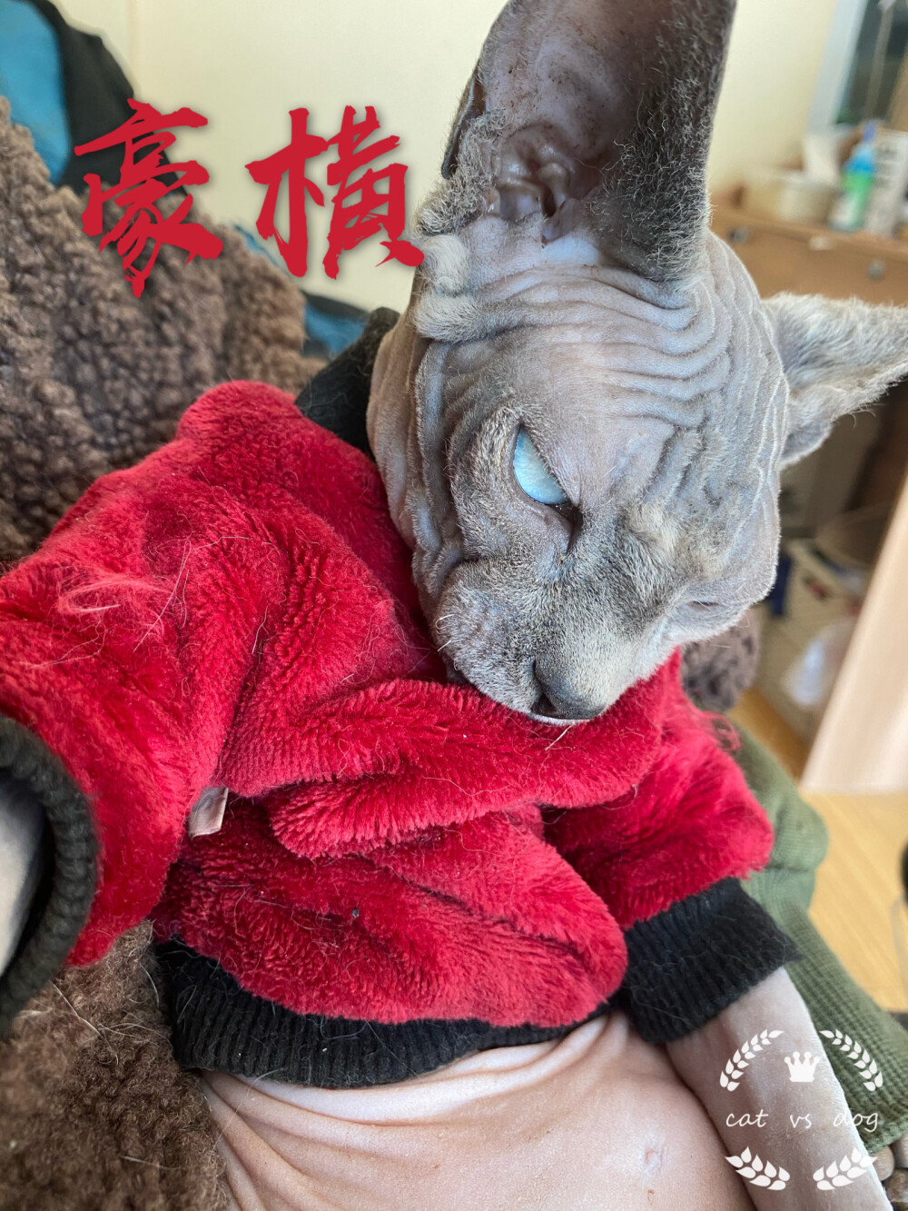 没有比无毛猫（blue）更豪横的了！