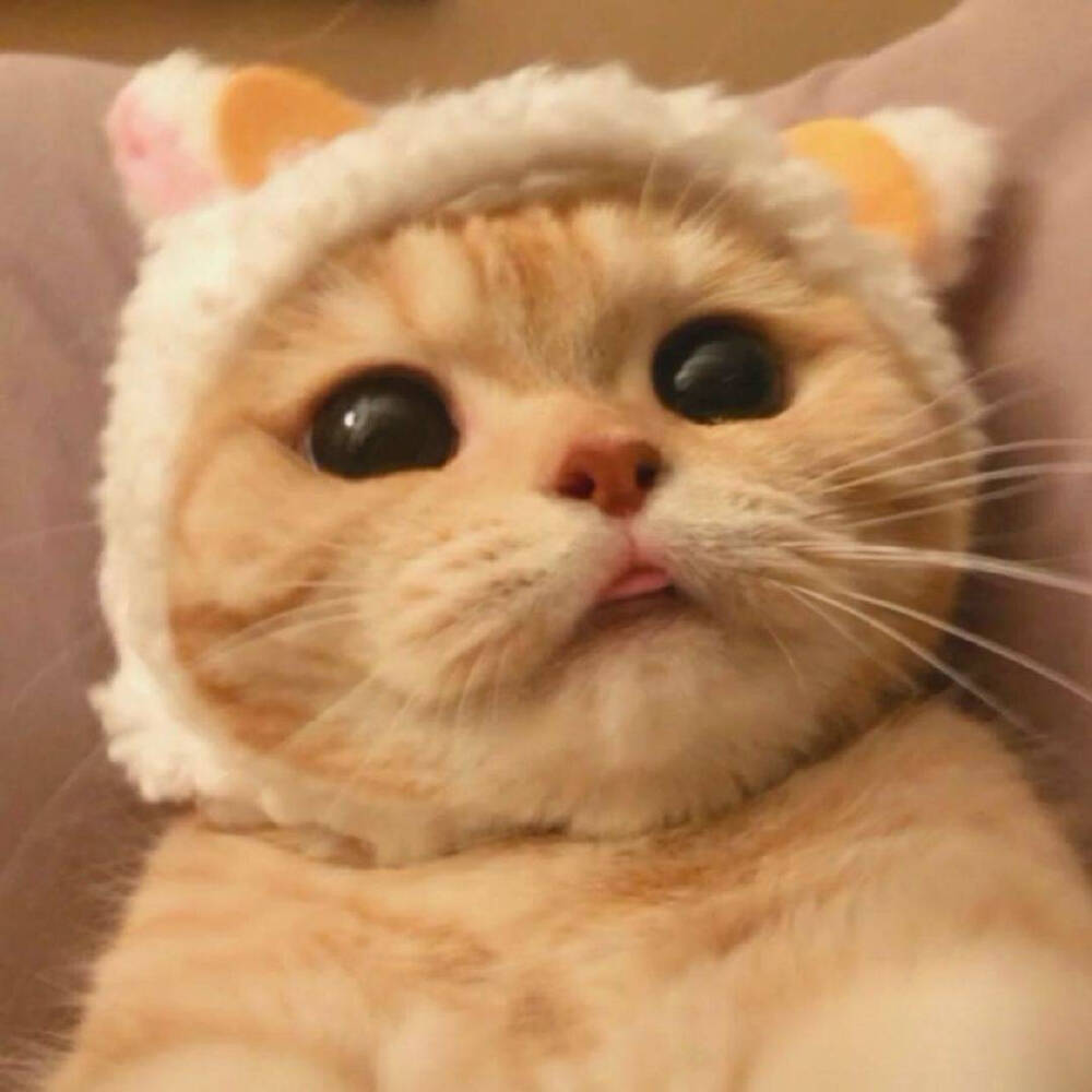 女头 动漫女头 萌宠 可爱 女生