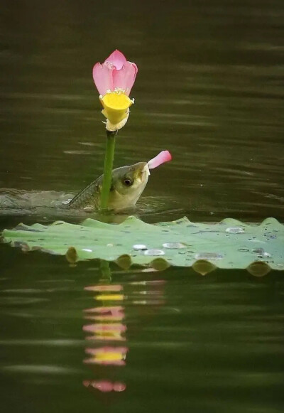 长在鱼嘴上的花