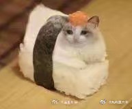 毛绒绒 猫咪 可爱 沙雕 无敌