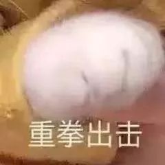 猫咪
表情包