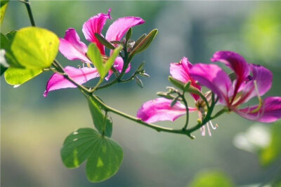 风吹紫荆树，色与春庭暮。花落辞故枝，风回返无处。