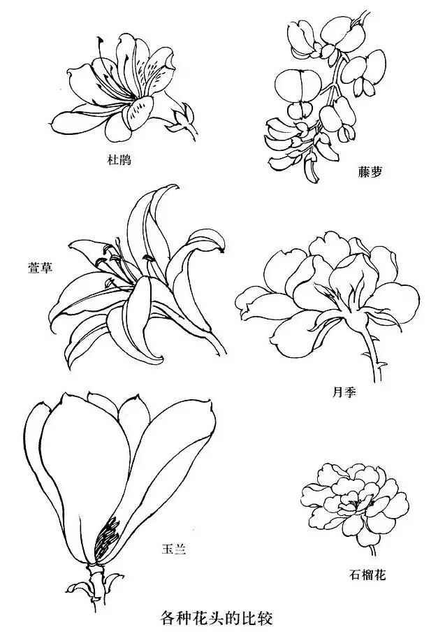 白描花卉/线稿