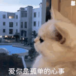 热门表情包
