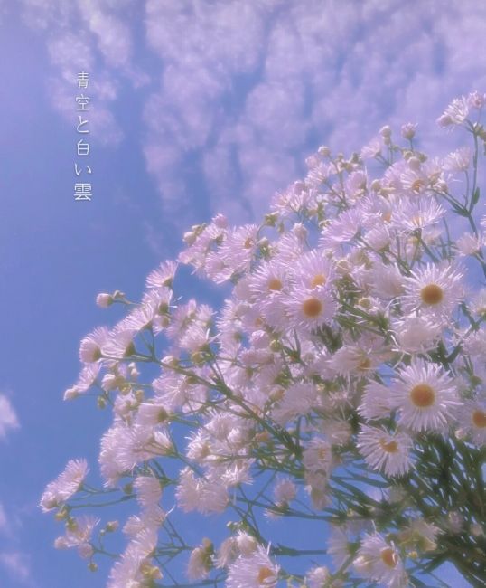 雏菊。