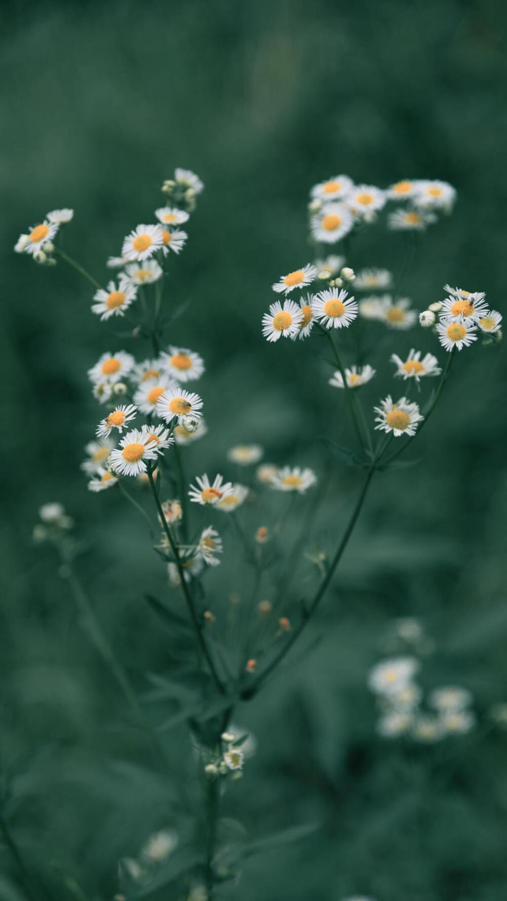 雏菊。