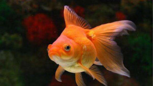 金鱼