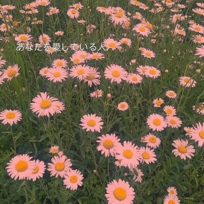 ᴾᵉᵒᵖˡᵉ ᵍʳᵒʷ ʷᵉᵉᵈˢ ʷⁱᵗʰᵒᵘᵗ ᶠˡᵒʷᵉʳˢ.
人的内心不种鲜花就长杂草。