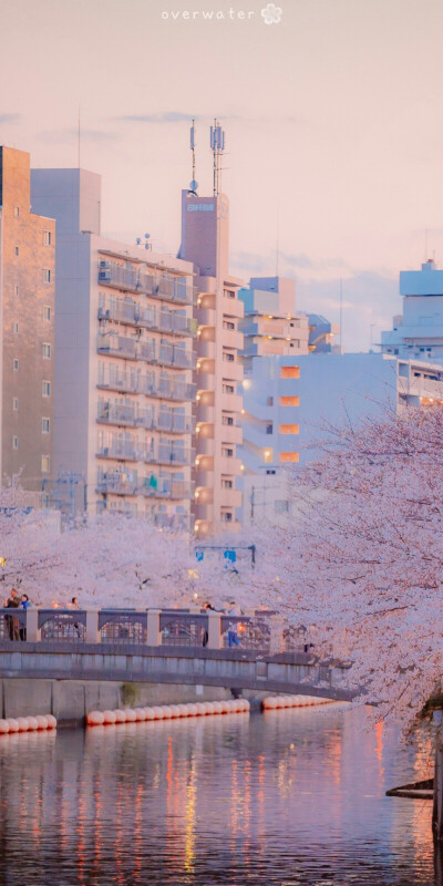 あなたと一緒に桜を見る