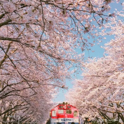 あなたと一緒に桜を見る