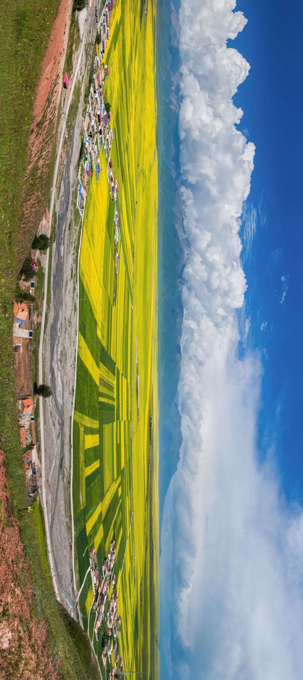 春 青海门源油菜花