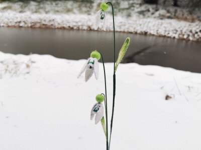 立体刺绣雪滴花