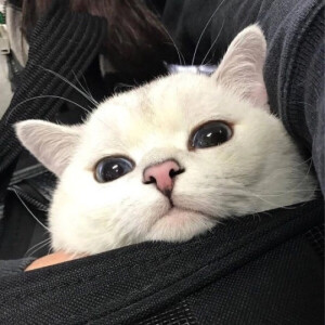 可可爱爱 头像